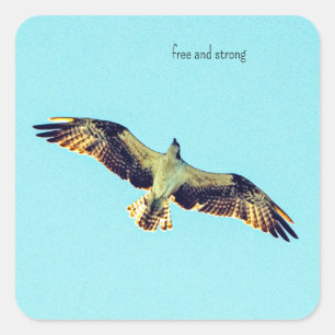 Sticker Carré Art Osprey gratuit