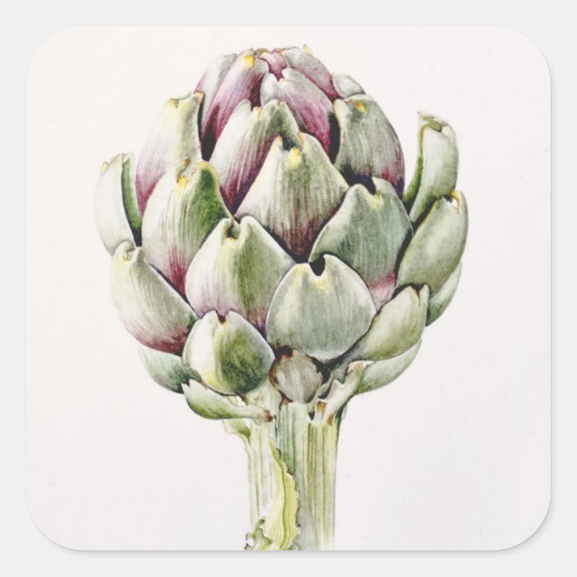 Sticker Carré Artichoke Study 1993 (Devant)