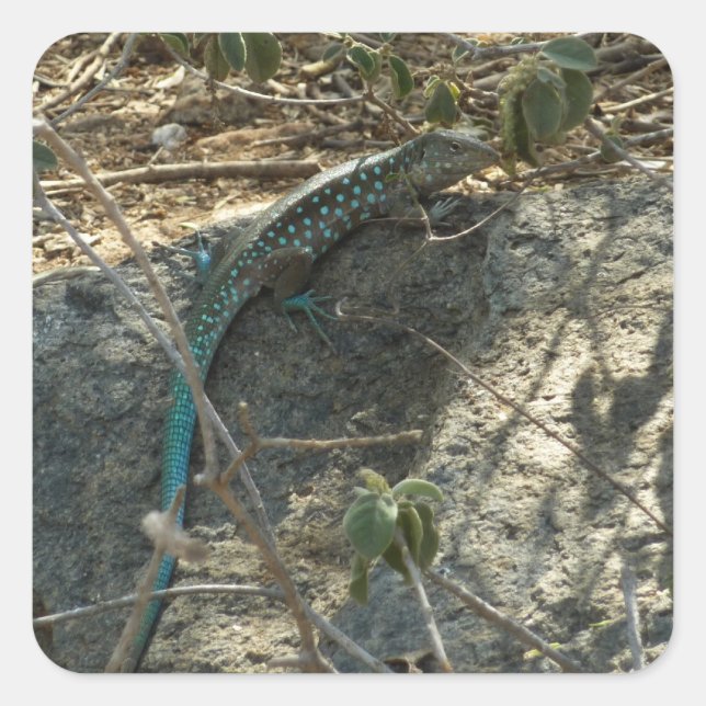 Sticker Carré Aruba Whiptail Lizard Photographie d'animaux tropi (Devant)