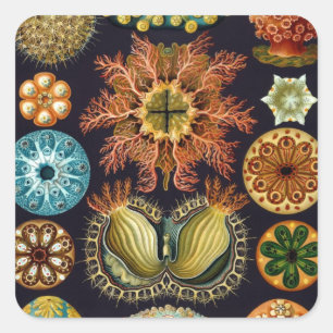 Sticker Carré Ascidiae par Ernst Haeckel, Animaux marins Vintage