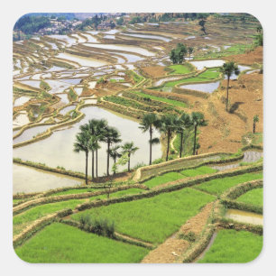 Sticker Carré Asie, Chine, Yunnan, Honghe.  Terrasses de riz à 