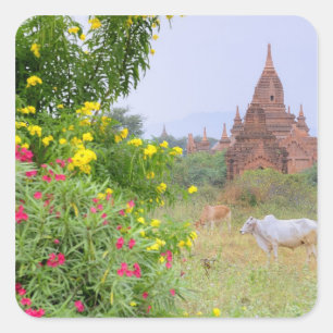 Sticker Carré Asie, Myanmar (Birmanie), Bagan (Pagan). Vaches
