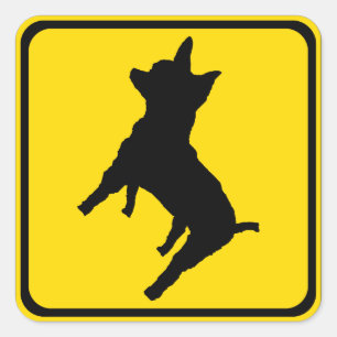 Sticker Carré Attention - Chihuahua devant vous !