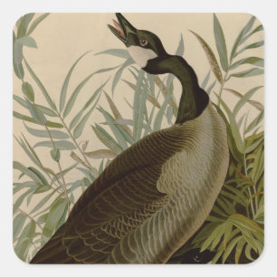Sticker Carré Audubon Canada Oies Oiseaux sauvages
