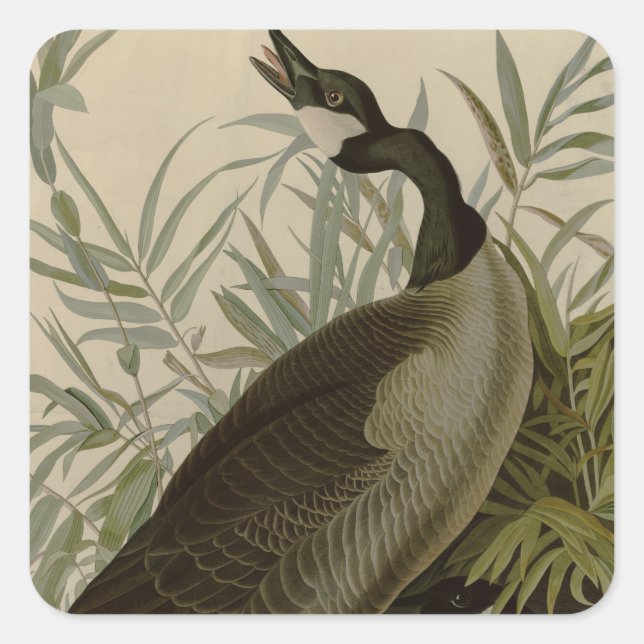 Sticker Carré Audubon Canada Oies Oiseaux sauvages (Devant)
