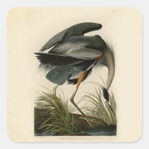Sticker Carré Audubon Great Blue Heron Marsh Bird