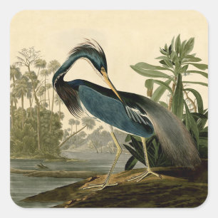 Sticker Carré Audubon Louisiana Heron Birds America Art