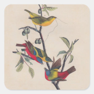 Sticker Carré Audubon Peint Bunting Bird Wildlife