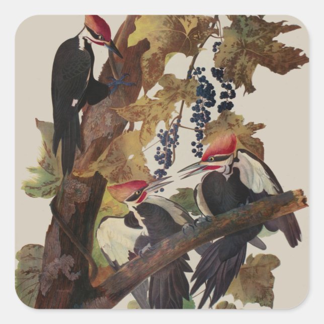 Sticker Carré Audubon Peinture d'Oiseaux Pic Pilé (Devant)