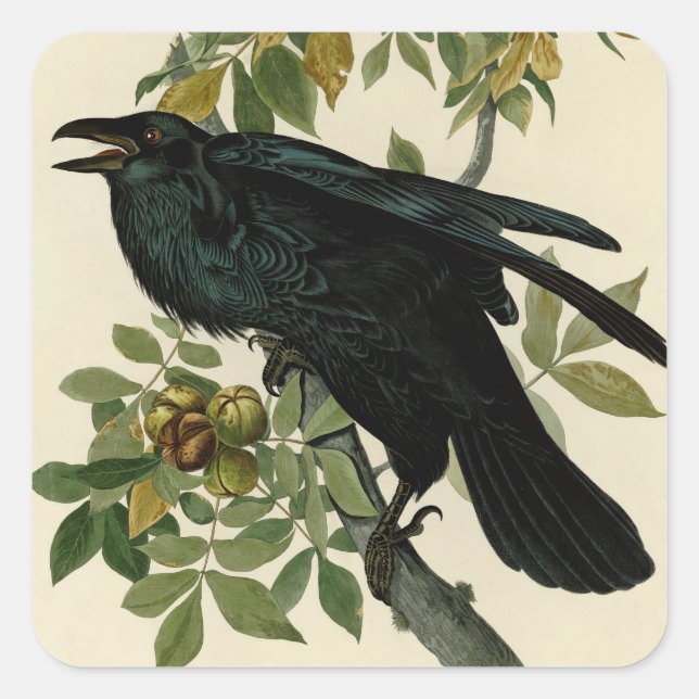Sticker Carré Audubon Raven Oiseau classique (Devant)