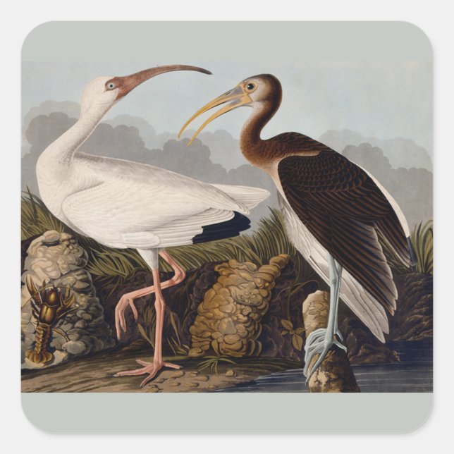 Sticker Carré Audubon White Ibis Bird Wildlife (Devant)