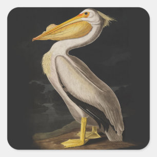 Sticker Carré Audubon White Pelican Bird Amérique