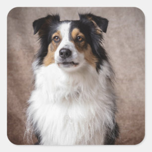 Sticker Carré Aussie Chien Chien Chien Chien Assiette Australian