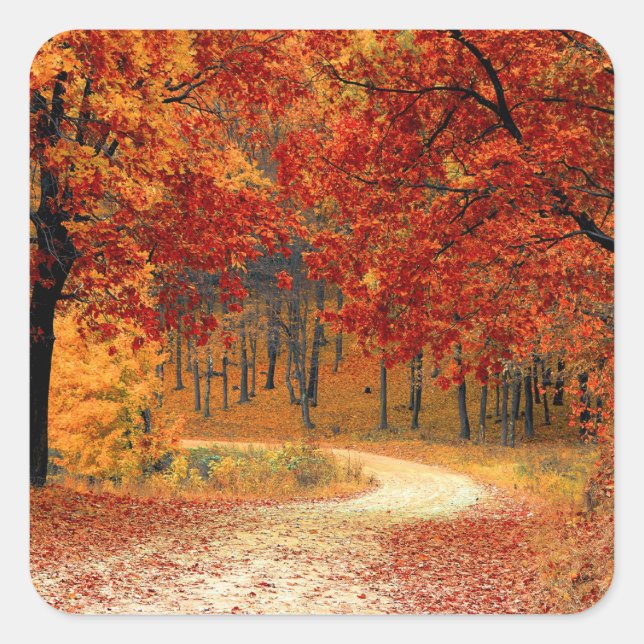 Sticker Carré automne dans la forêt (Devant)