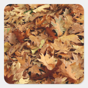 Sticker Carré automne, feuille sec