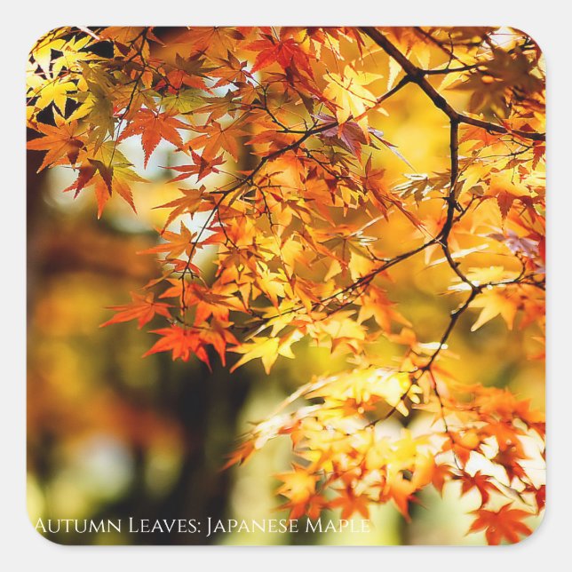 Sticker Carré Autumn Leaves [Square Seal] (Devant)