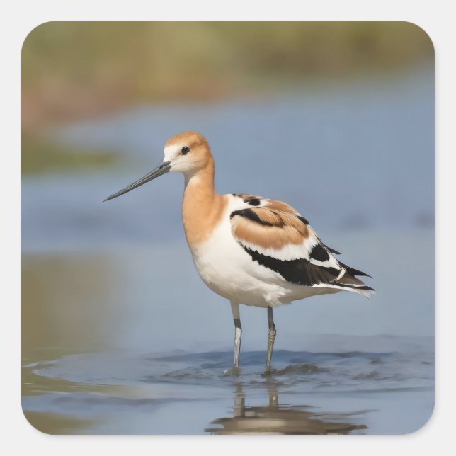 Sticker Carré Avocet américain debout dans l'eau (Devant)