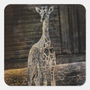 Sticker Carré Baby Giraffe