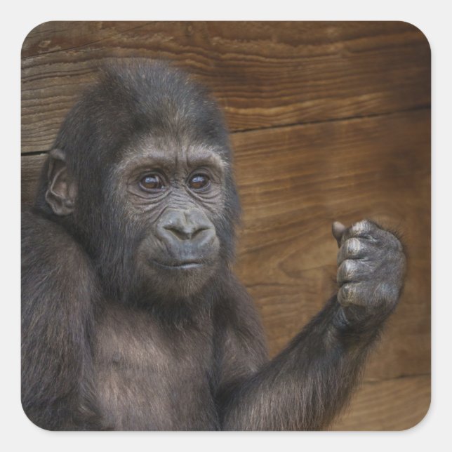 Sticker Carré Baby Gorilla (Devant)