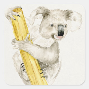 Sticker Carré Baby Koala   Cute & Furry