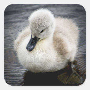 Sticker Carré Baby Swan  Cygnet