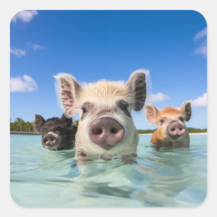 Sticker Carré Bahamas Swimming Pig 2024