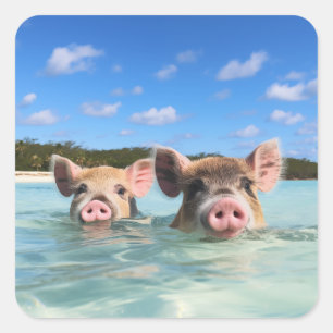 Sticker Carré Bahamas Swimming Pig 2024