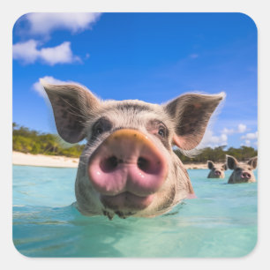 Sticker Carré Bahamas Swimming Pig 2024