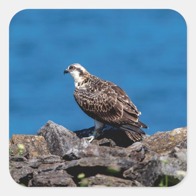 Sticker Carré Balbuzard pêcheur sur les rochers (Devant)