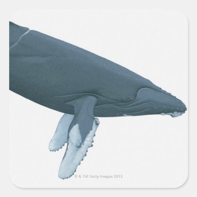 Sticker Carré Baleine à bosse (Devant)