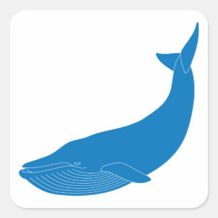 Sticker Carré Baleine bleue Mammifères marins Faune Océans