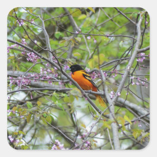 Sticker Carré Baltimore Oriole