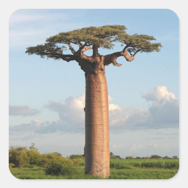 Sticker Carré Baobab de Grandidier Madagascar (Devant)