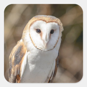 Sticker Carré Barn Owl
