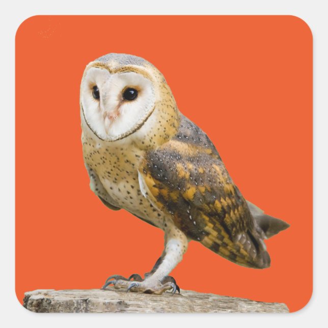 Sticker Carré Barn Owl (Devant)