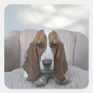 Sticker Carré Basset Hound