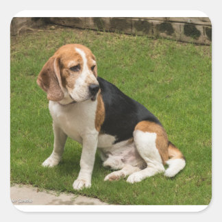 Sticker Carré Beagle