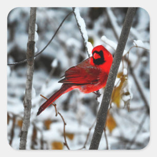 Sticker Carré Beau cardinal rouge vif dans la neige