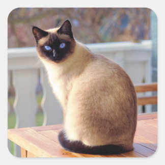 Sticker Carré Beau chat siamois avec yeux bleus