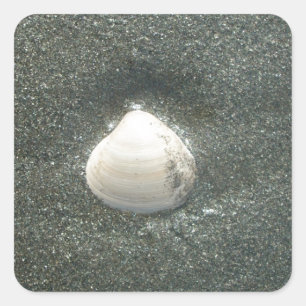 Sticker Carré Beau coquillage dans le sable : Un souvenir salé