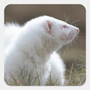 Sticker Carré Beau furet albinos