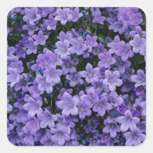 Sticker Carré Beau jeu d'autocollants à fleurs violettes