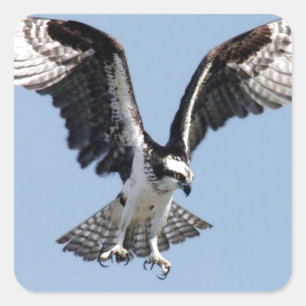 Sticker Carré Beau Osprey à la recherche de proies