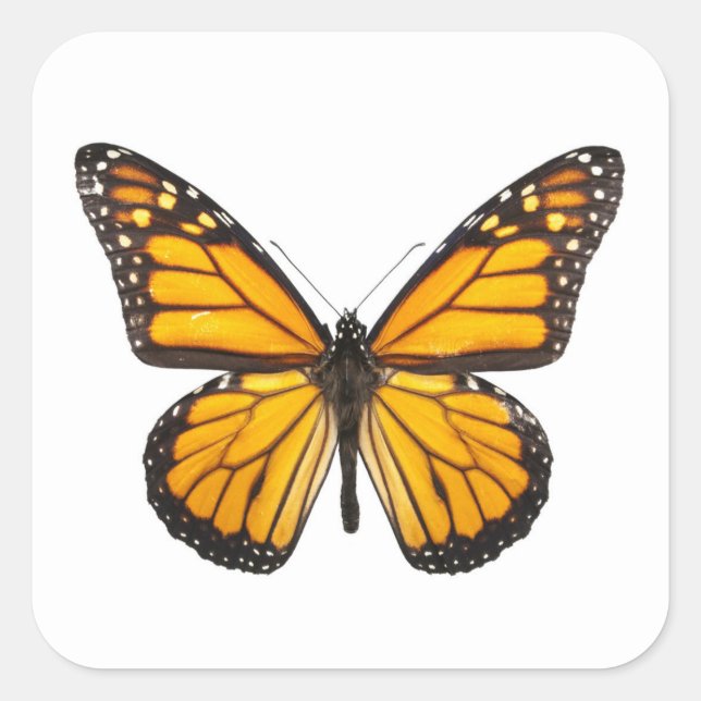 Sticker Carré Beau papillon Monarque Orange Noir (Devant)