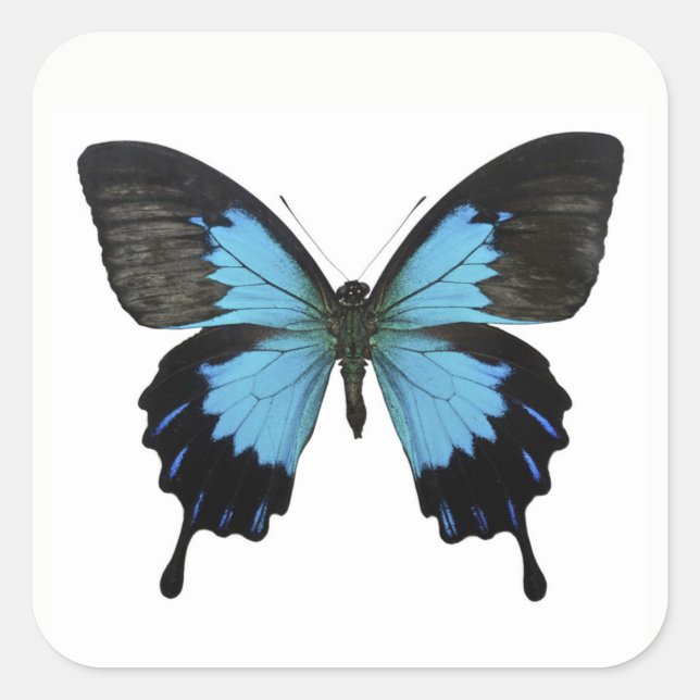 Sticker Carré Beau Papillon noir bleu (Devant)