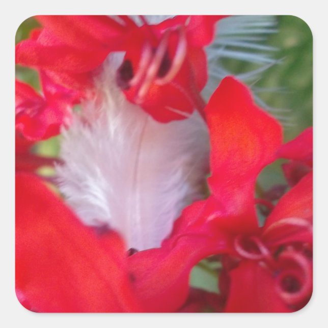 Sticker Carré Beauté délicate : Fleur rouge avec plumes blanches (Devant)