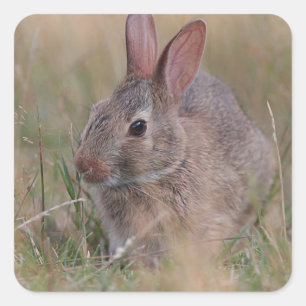 Sticker Carré Bébé lapin dans l'herbe