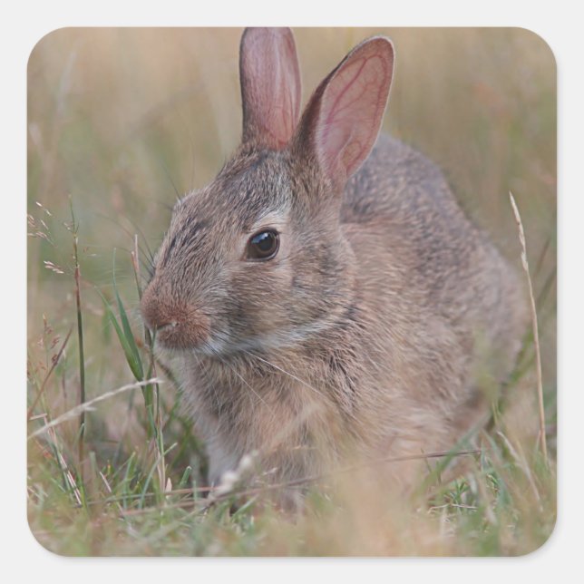 Sticker Carré Bébé lapin dans l'herbe (Devant)