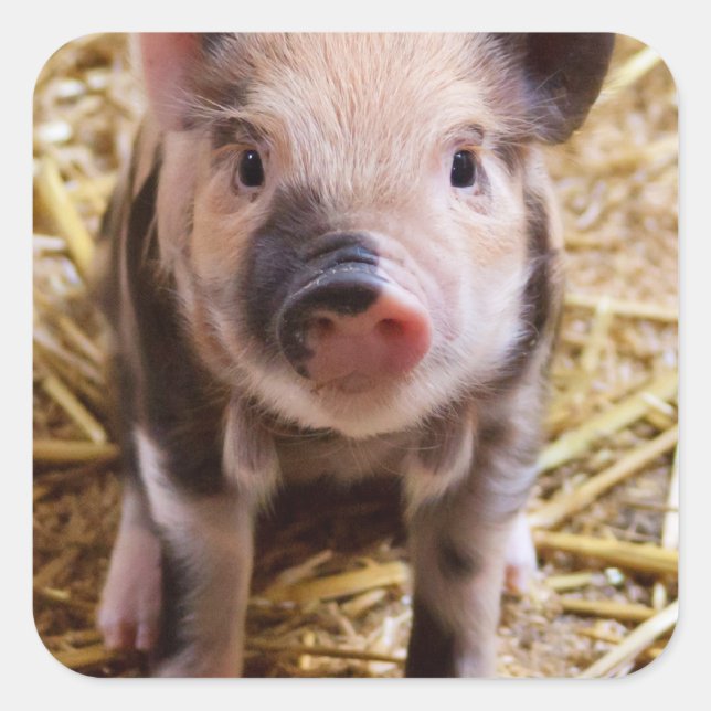 Sticker Carré Bébé mignon Animaux de la ferme des porcs Barnyard (Devant)