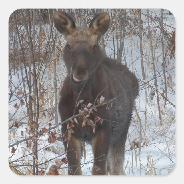 Sticker Carré Bébé Moose (Devant)